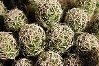 Mammillaria gracilis (2).jpg